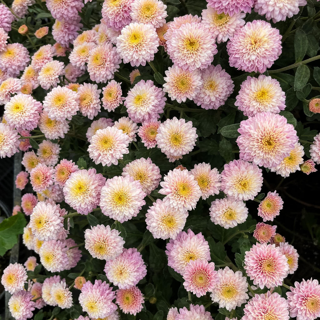 Trinket Chrysanthemum
