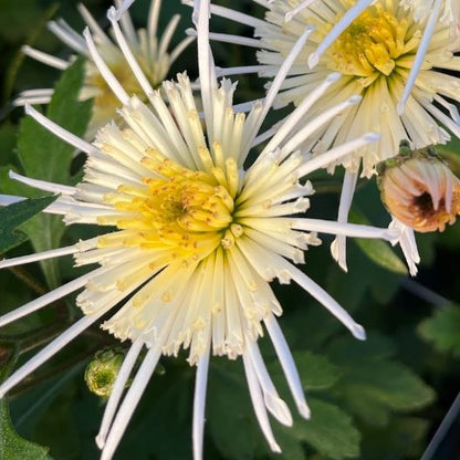 Vesuvio Chrysanthemum - Pack of 4