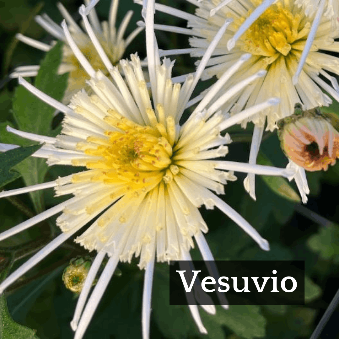 Late Bloomer Chrysanthemum Mix