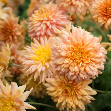 Whippoorwill Chrysanthemum