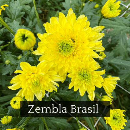 Late Bloomer Chrysanthemum Mix