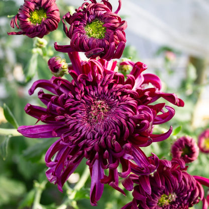 Zinfandel Chrysanthemum - Pack of 4