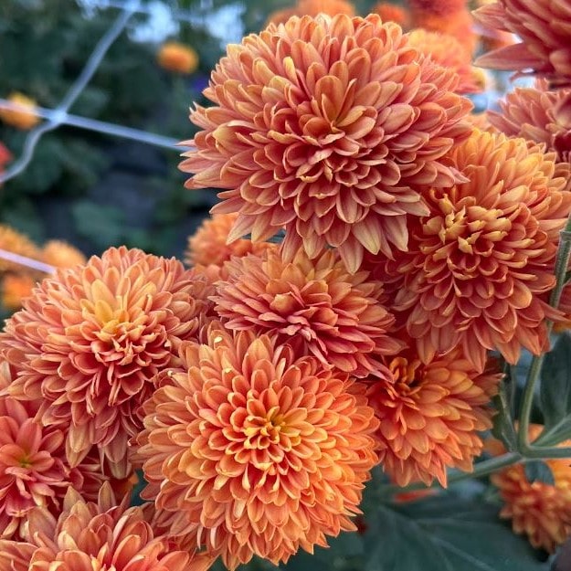 Coppersmith Chrysanthemum - Pack of 4