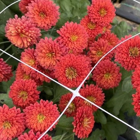 Fire Glow Chrysanthemum - Pack of 4