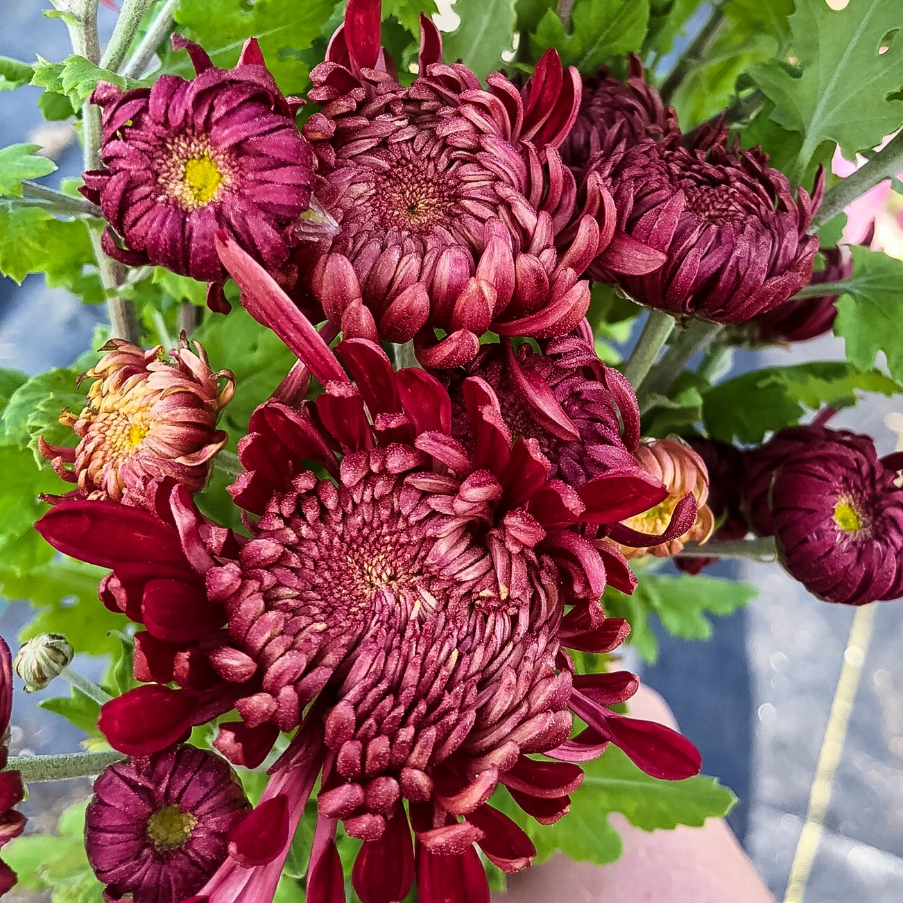 Fort Vancouver Chrysanthemum - Pack of 4