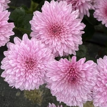 Grandchild Chrysanthemum - Pack of 4