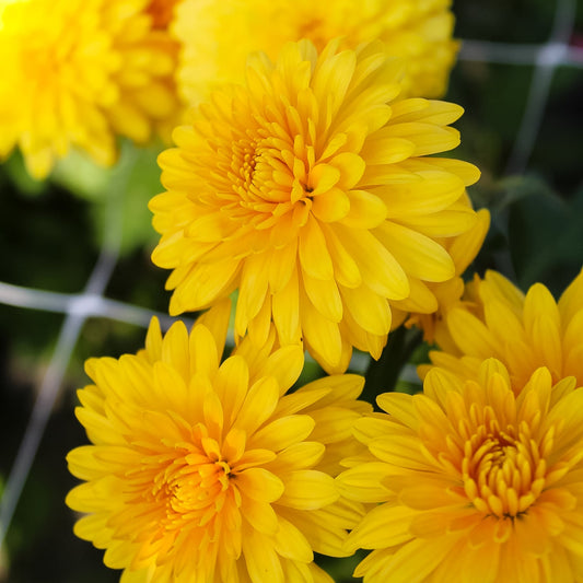 Honey Glow Chrysanthemum - Pack of 4