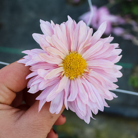 Prom Queen Chrysanthemum
