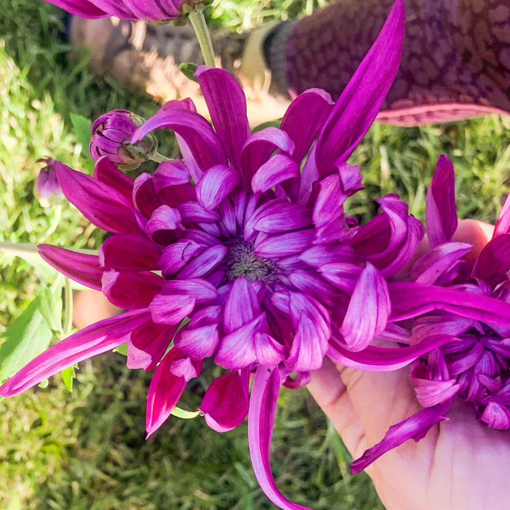 Quan Yon Hung Chrysanthemum