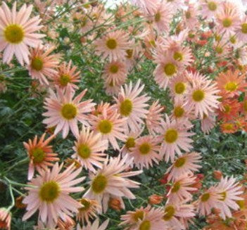 Sheffield Pink Chrysanthemum - Pack of 4
