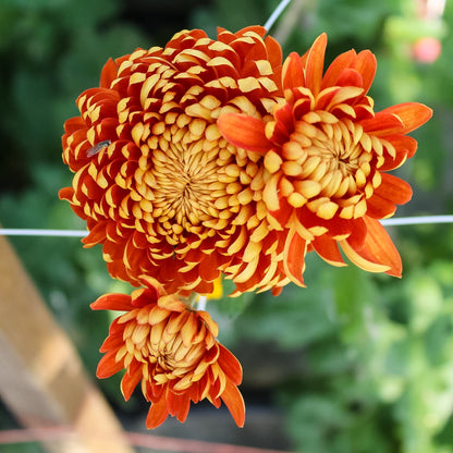 St. Tropez Chrysanthemum - Pack of 4