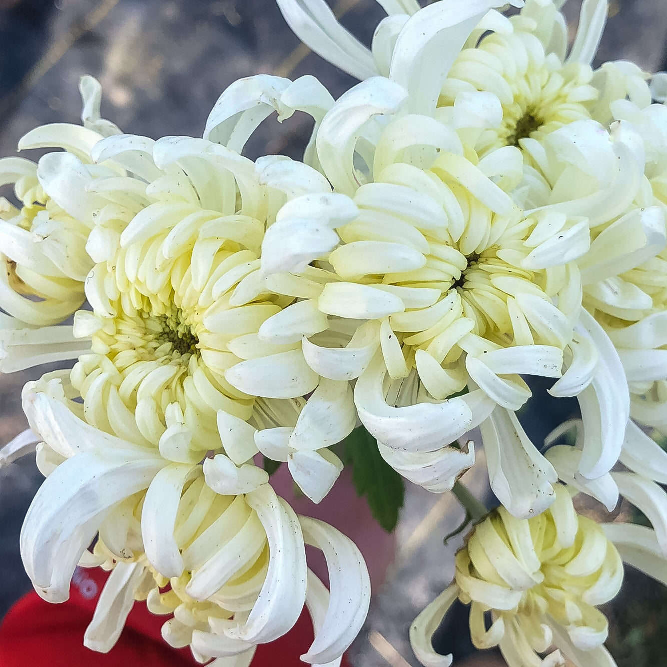 White Out Chrysanthemum - Pack of 4