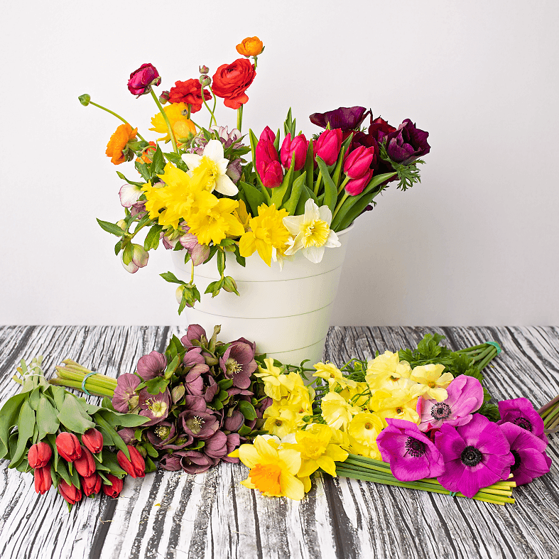 The Spring Collection Bulk Box
