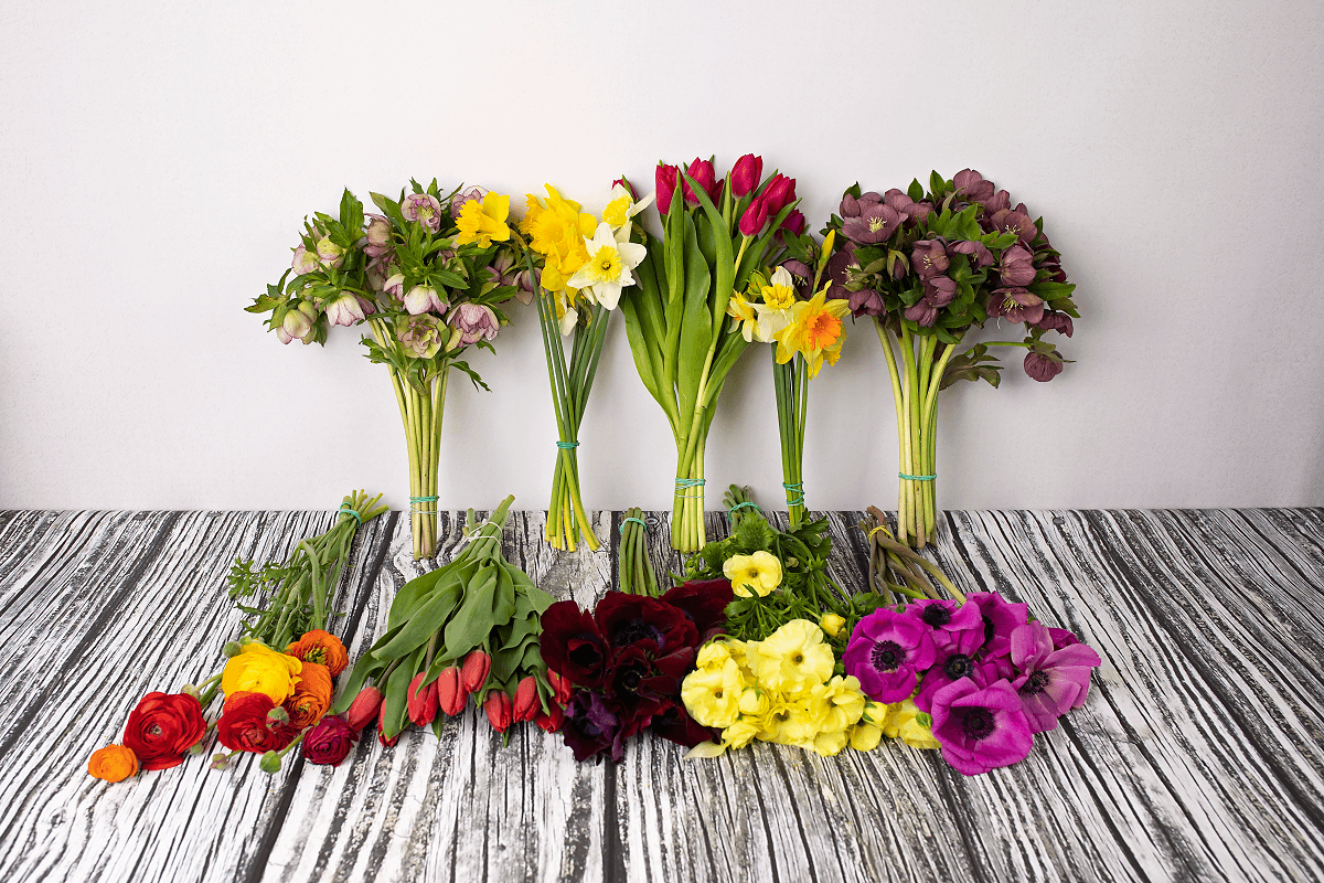 The Spring Collection Bulk Box
