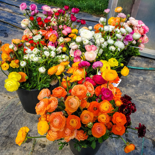 Ranunculus Bulk Box