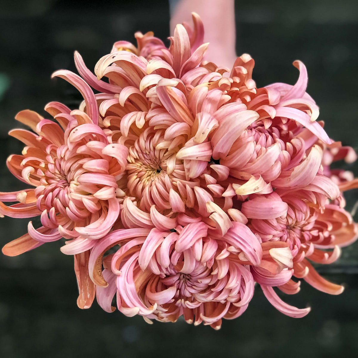 The Mum Box