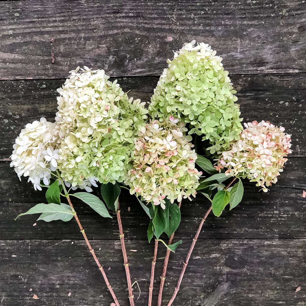 Bulk Hydrangea Box