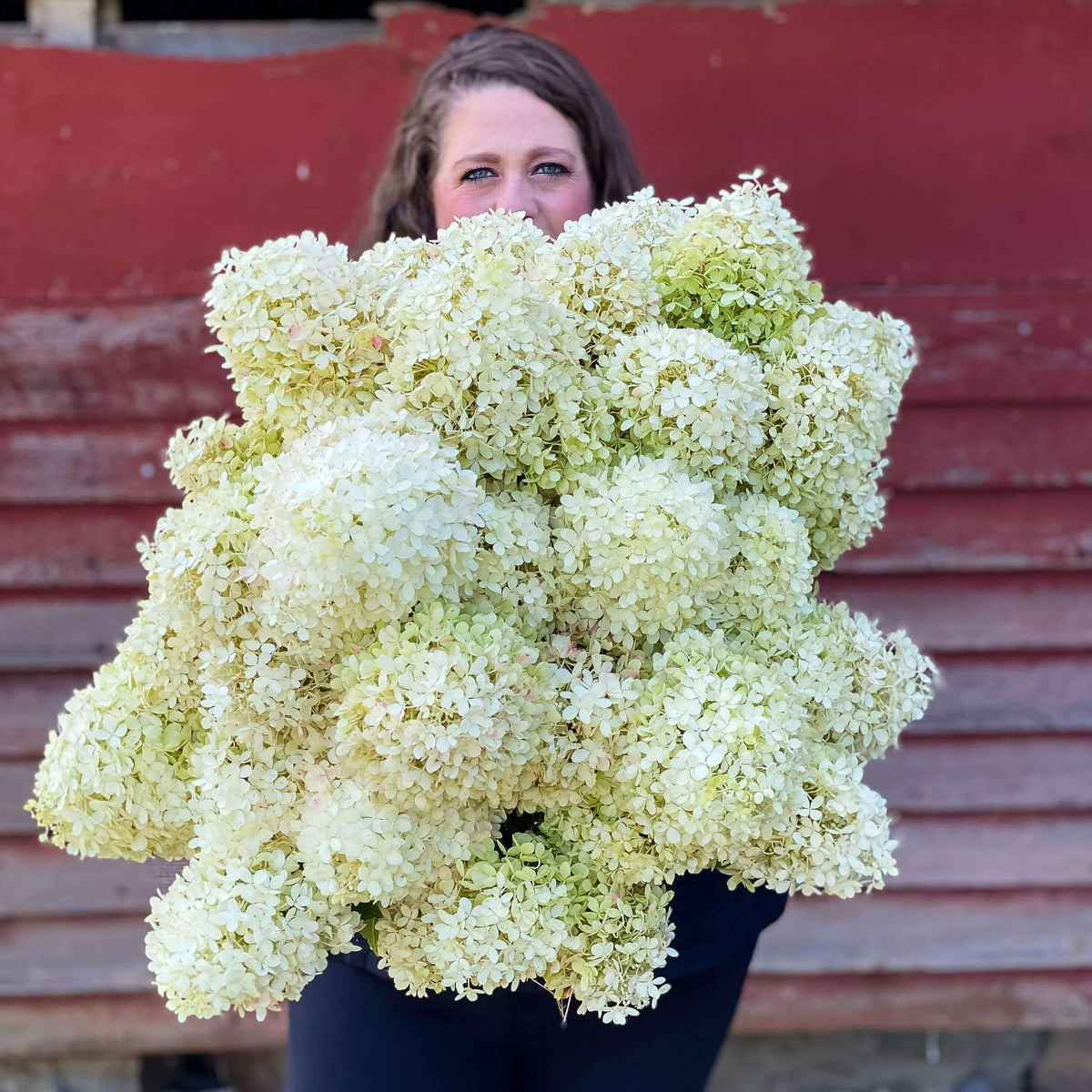 Bulk Hydrangea Box