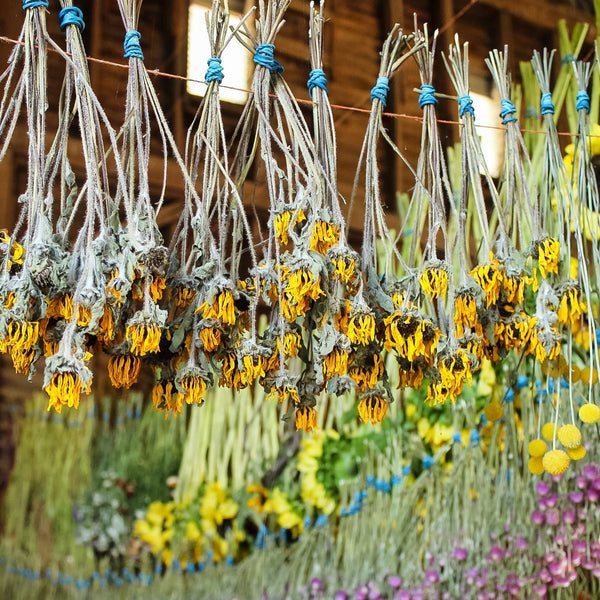 hanging dried plants The Complete Guide to Drying Flowers – Harmony Harvest Farm