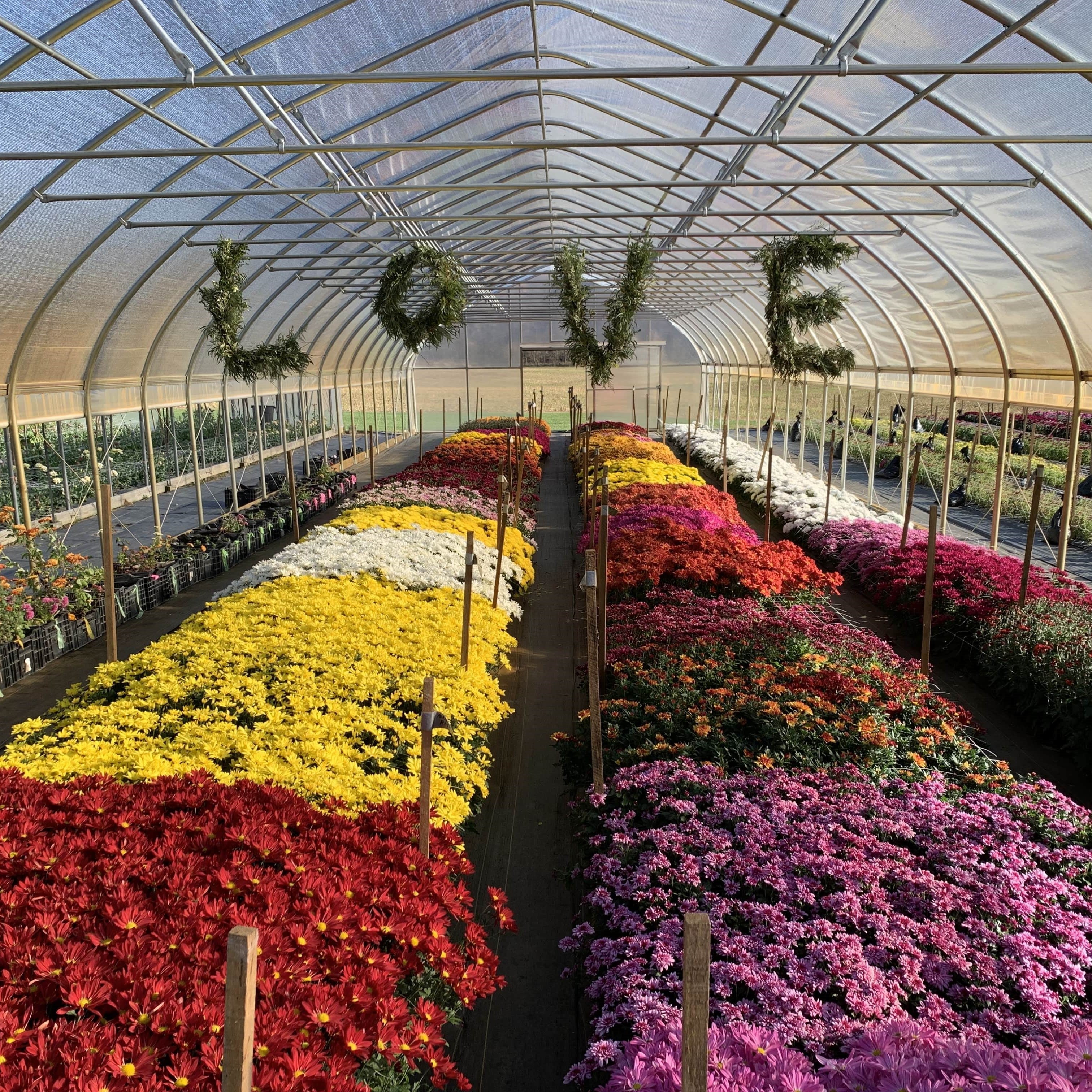 The Heirloom Mum Plant Grower’s Preservation Box Harmony Harvest Farm